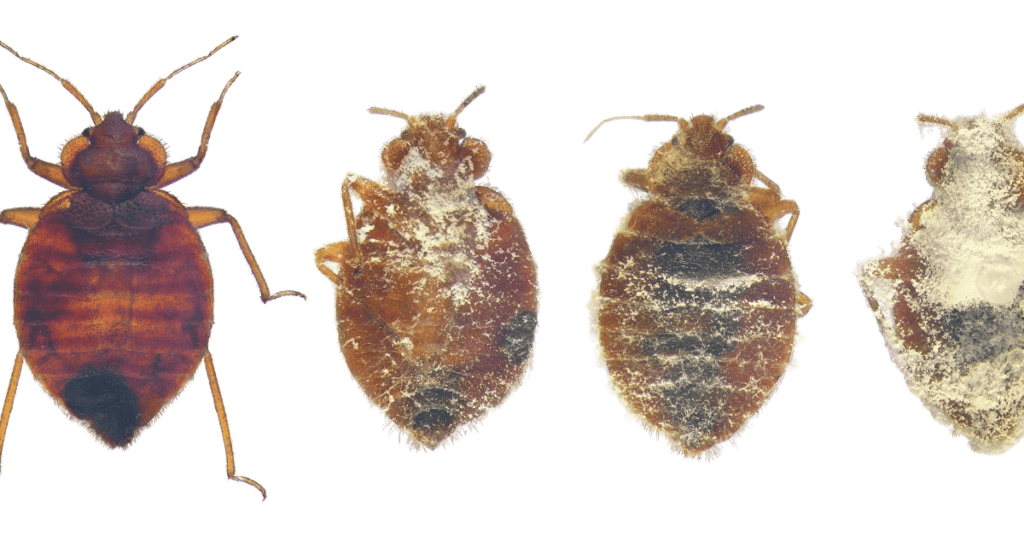 meet the fungus that kills bed bugs aprehend 1024x536